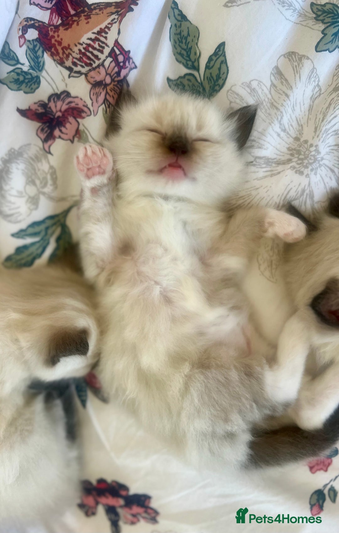 Ragdoll cats for sale: Ragdoll Kittens - Image 4
