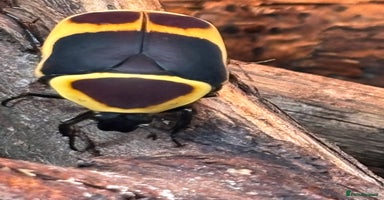 Beetles invertebrates Pachnoda Adult beetles - Advert 15