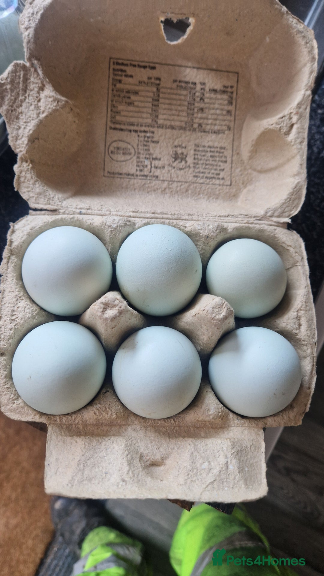 Chickens poultry for sale: Cream Legbar - Image 1