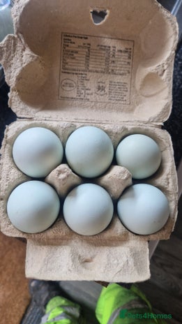 Chickens poultry - Advert 3