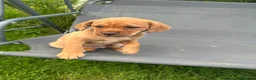 Mixed Breed dogs for sale: Mixed Breed Puppies  - Advert 20
