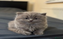 British Shorthair cats for sale: British shorthair blue and lilac  - Image 5