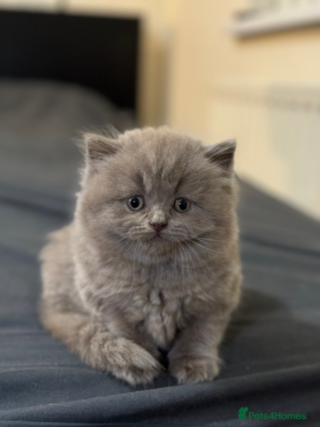 British Shorthair cats for sale: British shorthair blue and lilac  - Image 5