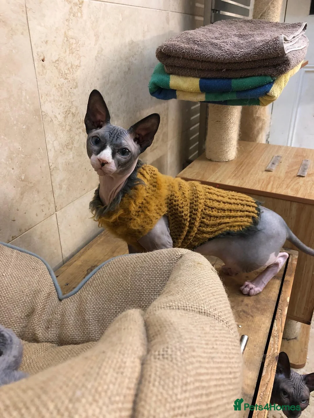 Sphynx cats for sale: Rehoming of Incredibly Bonded Trio of Sphynx Cats - Advert 2