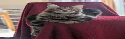 Maine Coon cats for sale: 5 mainne coon kittens  - Advert 10