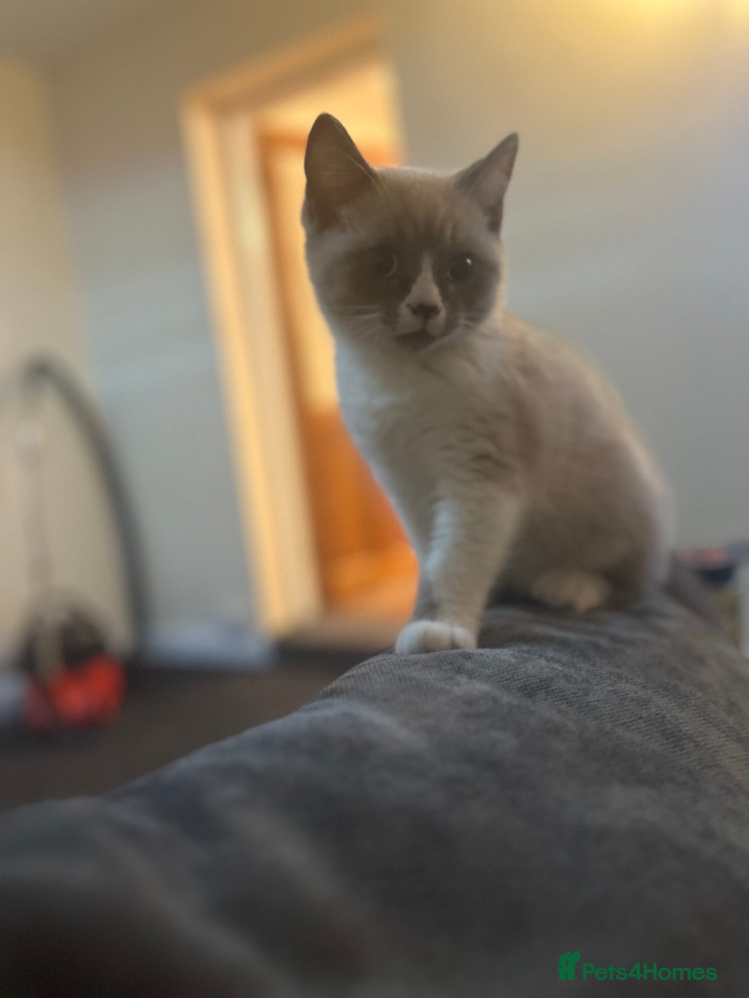 British Shorthair cats for sale: British shorthair kittens - Image 11