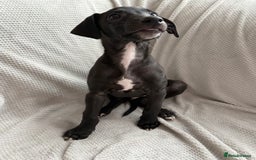 Mixed Breed dogs for sale: Collie Whippet Greyhound  - Image 9