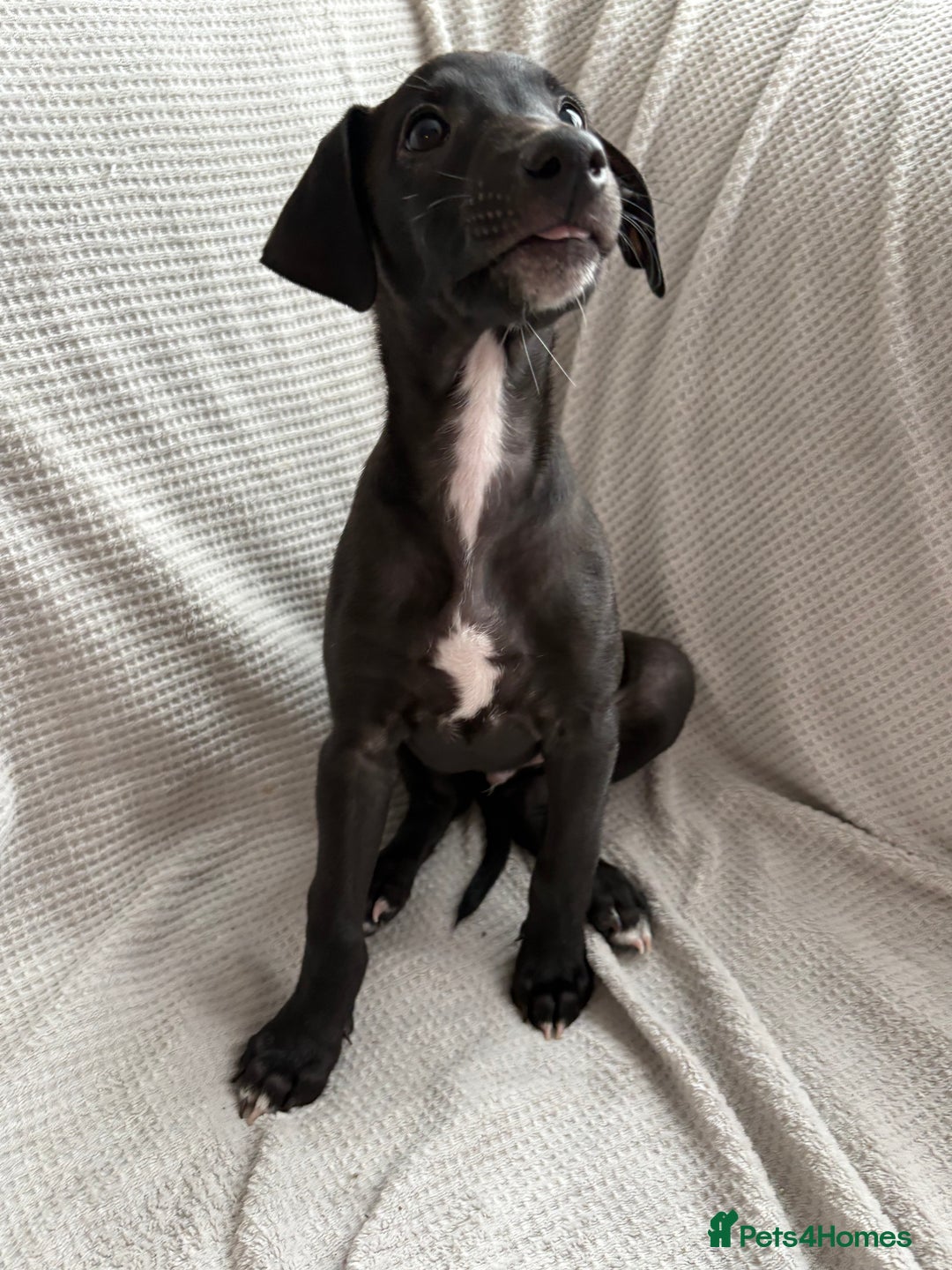 Mixed Breed dogs for sale: Collie Whippet Greyhound  - Image 9