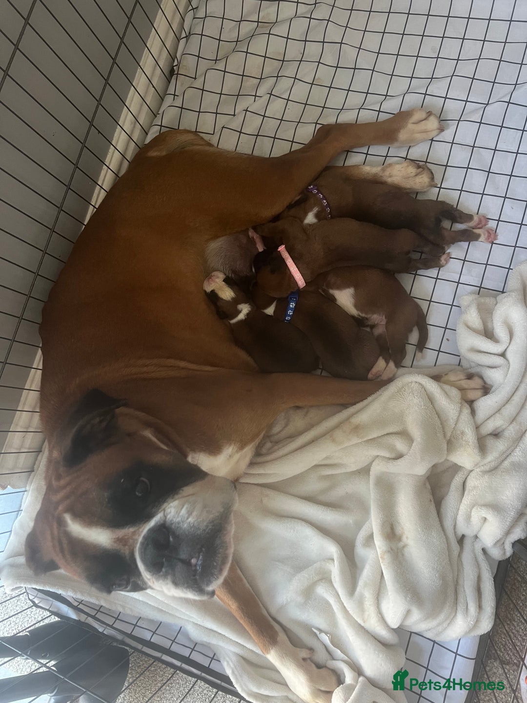 Boxer dogs for sale: Stunning Kc Boxer Puppies - Image 35
