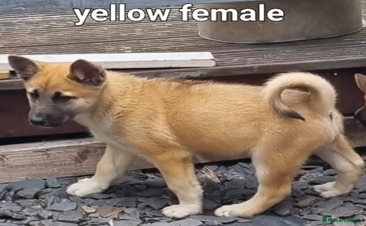 Akita dogs - Advert 2