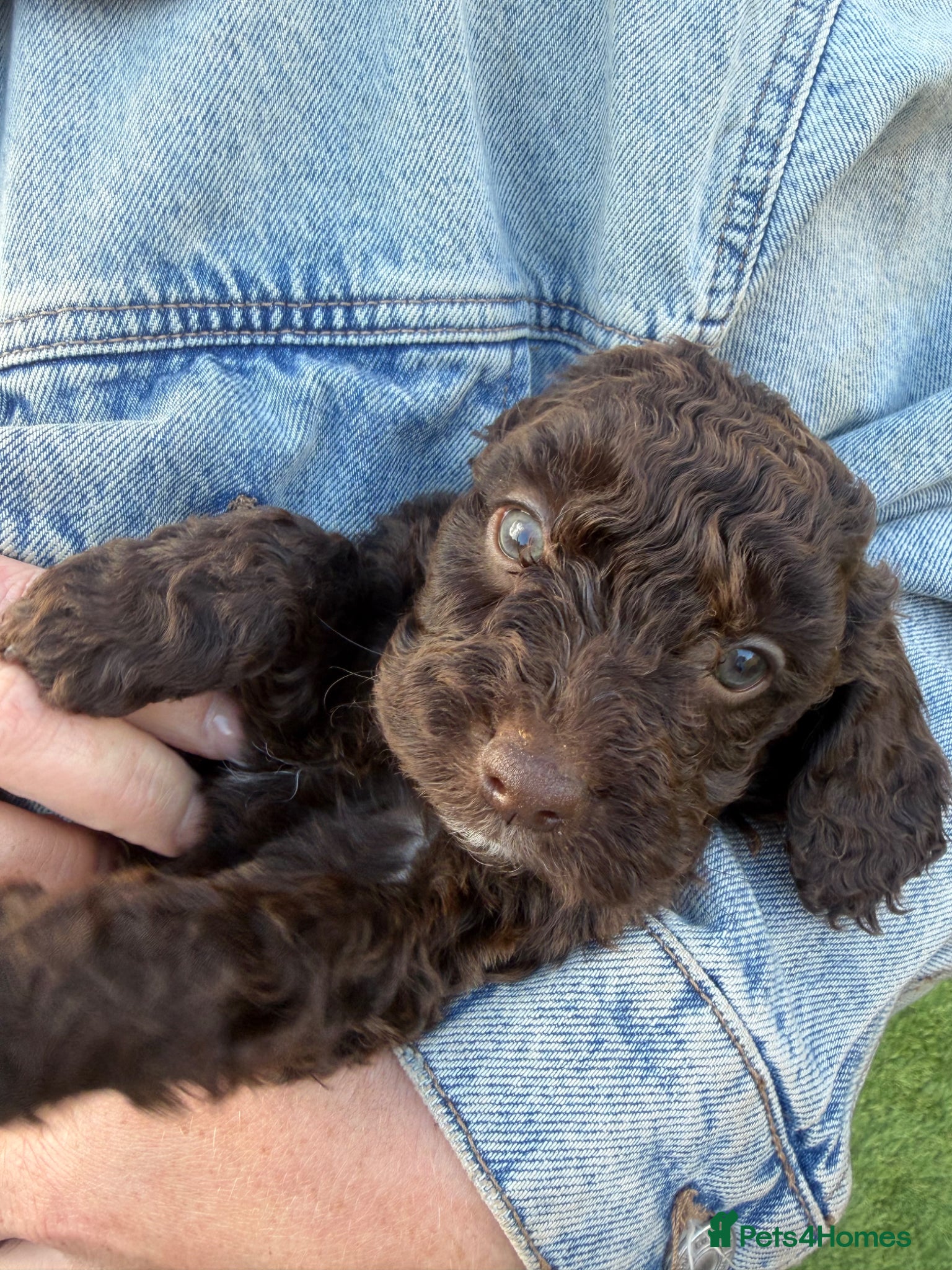Cockapoo dogs Gorgeous Miniature Cockapoo Puppies 🐾 - Advert 1
