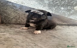 Chihuahua dogs for sale: Exquisite Chihuahua puppies ready now  - Image 13