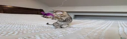 Bengal cats for sale: 🤎🖤 Gorgeous Bengal Girl 🖤🤎 - Advert 9