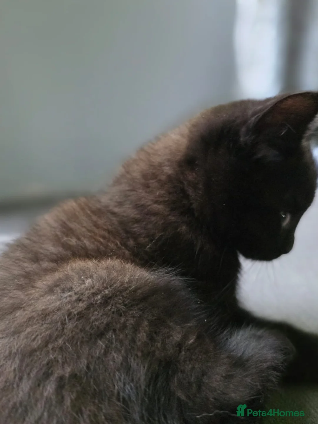 Scottish Fold cats for sale: Unique Smoke Scottish folds/straights - Advert 2