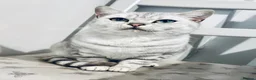 British Shorthair cats for sale: Female British Shorthair Kitten - Advert 5