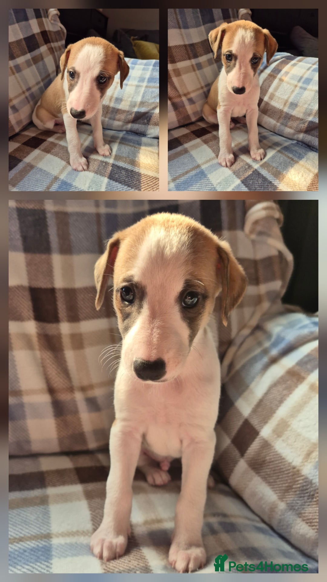 Whippet dogs for sale: 3 stunning KC registered males  - Image 4