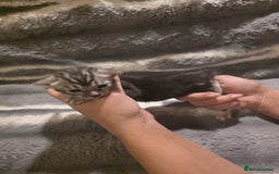Bengal cats for sale: Rare Bengal babies - Image 12