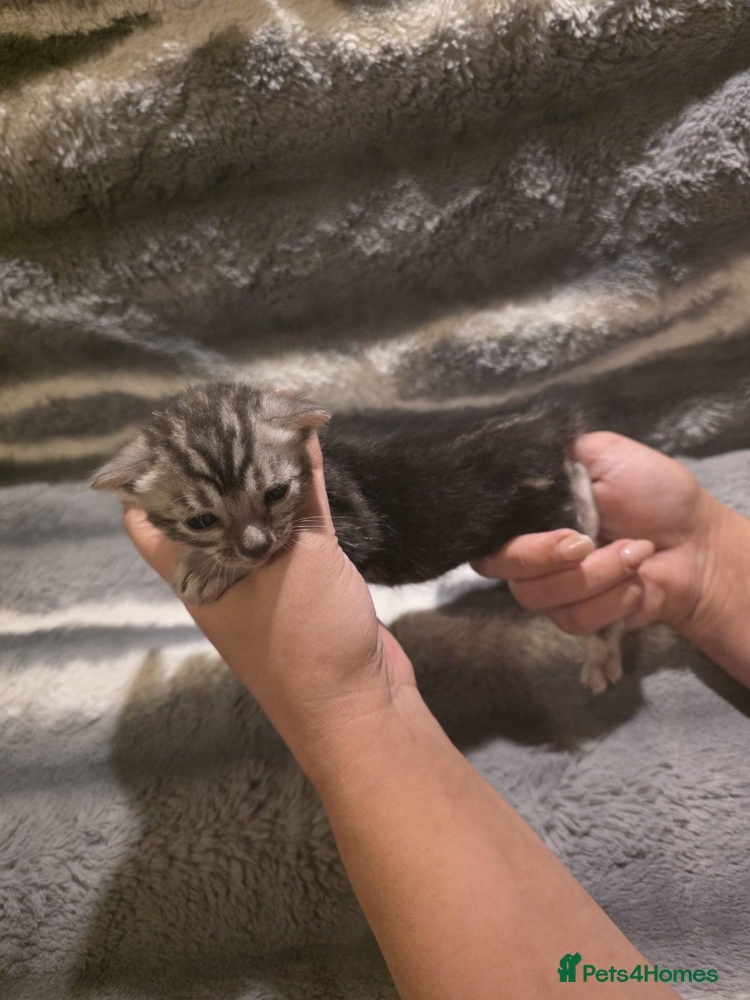 Bengal cats for sale: Rare Bengal babies - Image 12