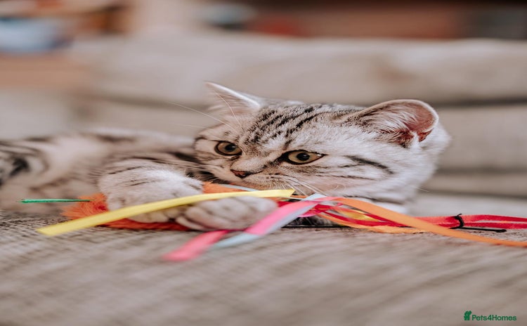 British Shorthair cats - Advert 15
