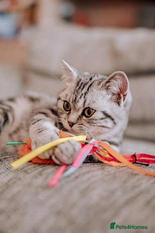 British Shorthair cats - Advert 15