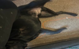 Labrador Retriever dogs for sale: Male 11 month old  - Image 5