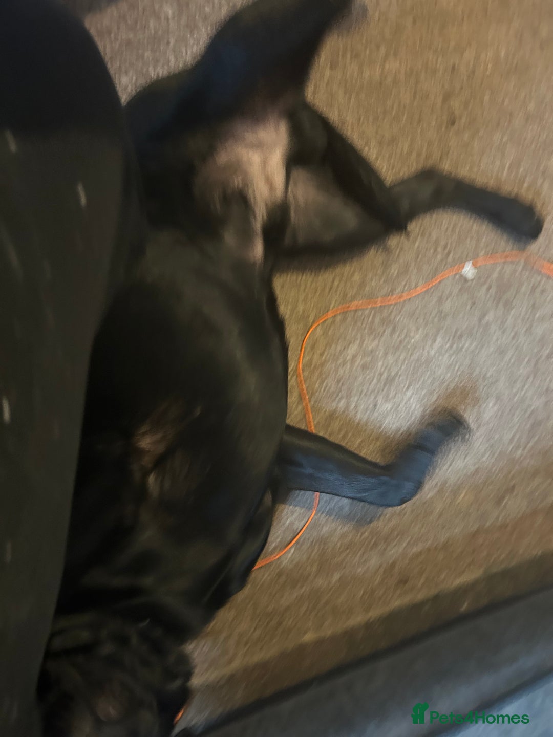 Labrador Retriever dogs for sale: Male 11 month old  - Image 5