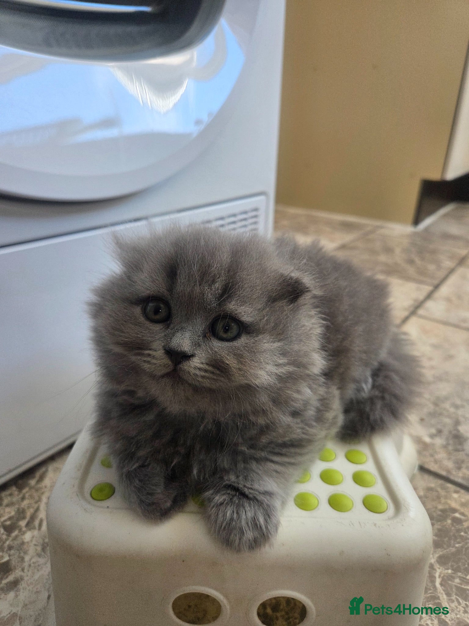 British Shorthair cats for sale: Kittens blue longhair boys and girl in Nottingham - Advert 2