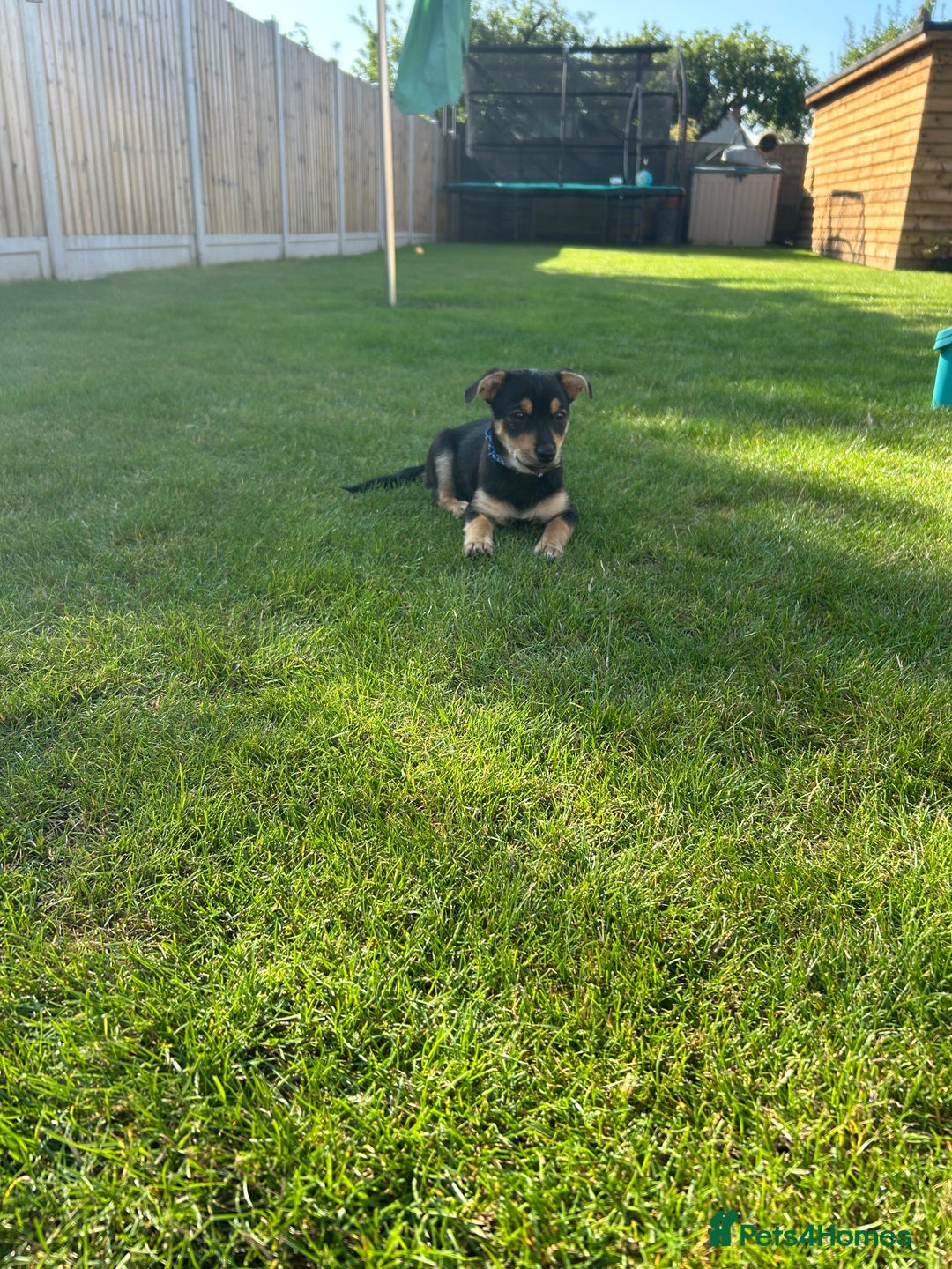 Chorkie dogs for sale: 7 month Chorkie for adoption - Advert 7