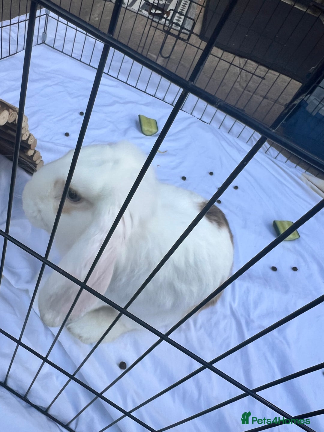 English Lop rabbits for sale: Simmie The Sweetheart - Image 4