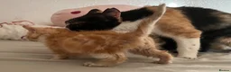 Mixed Breed cats for sale: Last 2 kittens left - Advert 17
