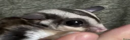 Sugar Glider rodents for sale: Gorgeous black Beauty sugar glider - Advert 2
