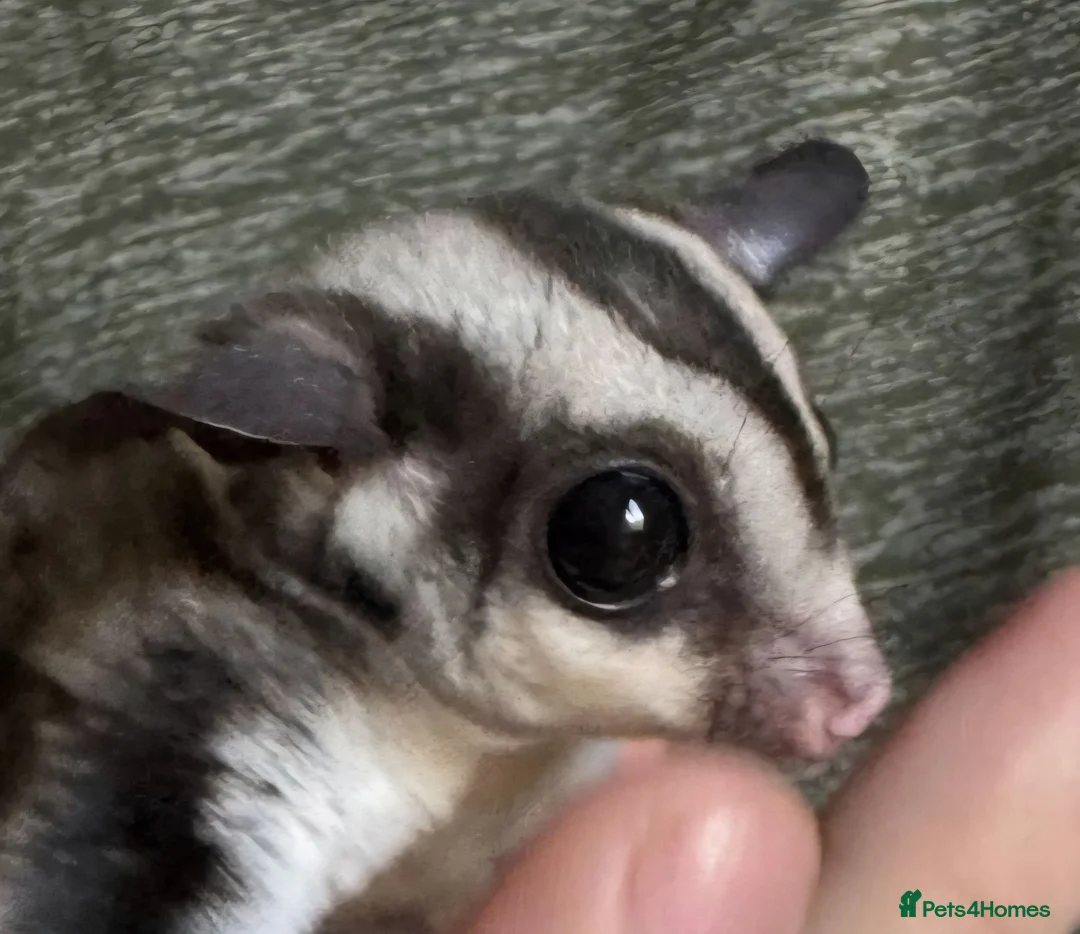 Sugar Glider rodents for sale: Gorgeous black Beauty sugar glider - Advert 2