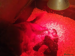 Cockapoo dogs cockapoo f1 puppies - Advert 1