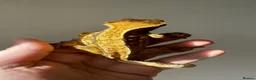 Gecko reptiles for sale: Various Crested Geckos for new homes  - Advert 6