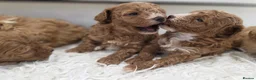 Cavapoo dogs for sale: Beautiful f1b cavapoo babies - Advert 12