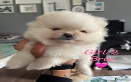 Pomeranian dogs for sale: Pomeranian Puppies – Ready Soon  - Image 9