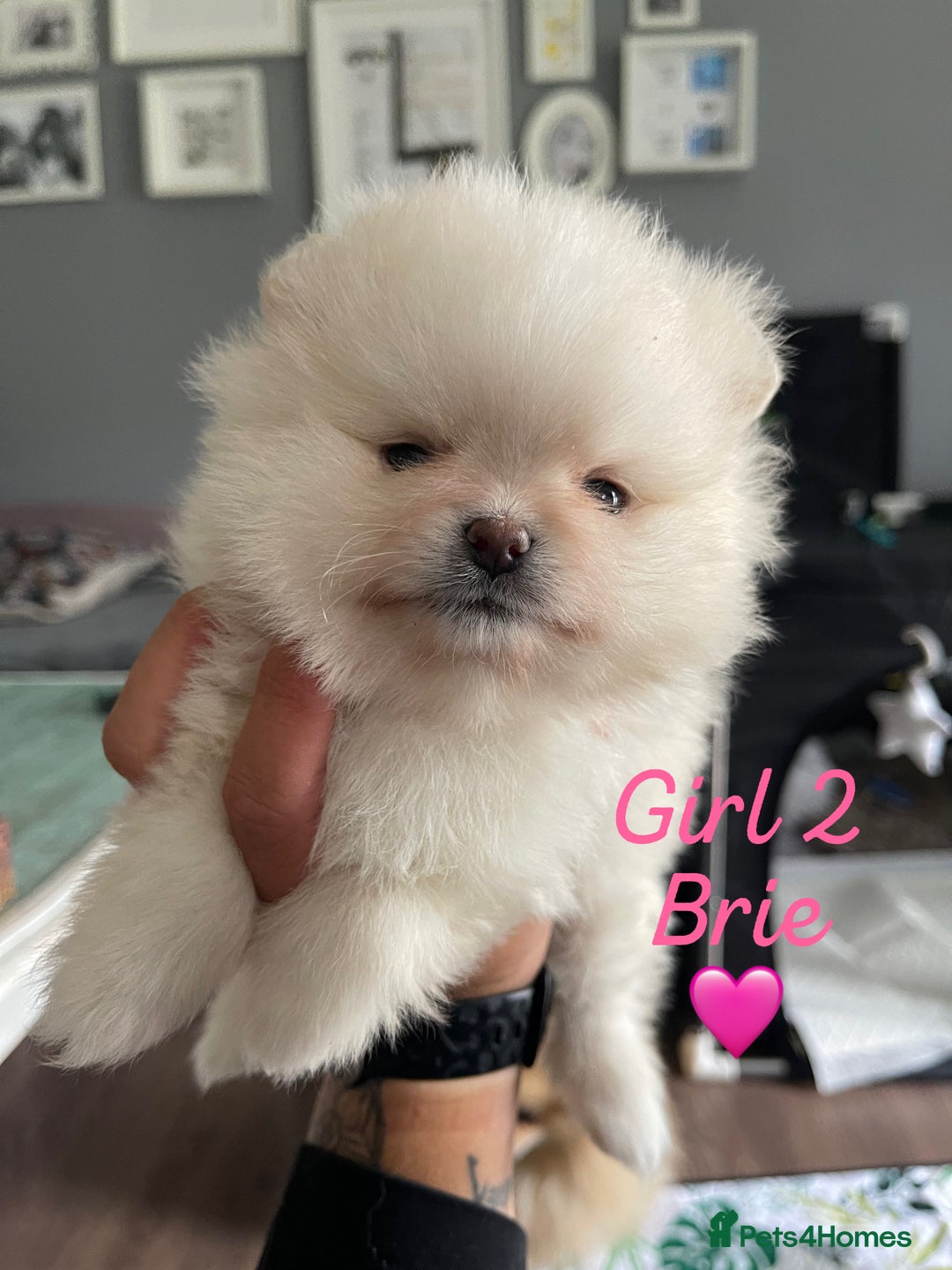Pomeranian dogs for sale: Pomeranian Puppies – Ready Soon  - Image 9