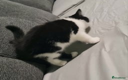 Mixed Breed cats for sale: 4 female kittens - Image 3
