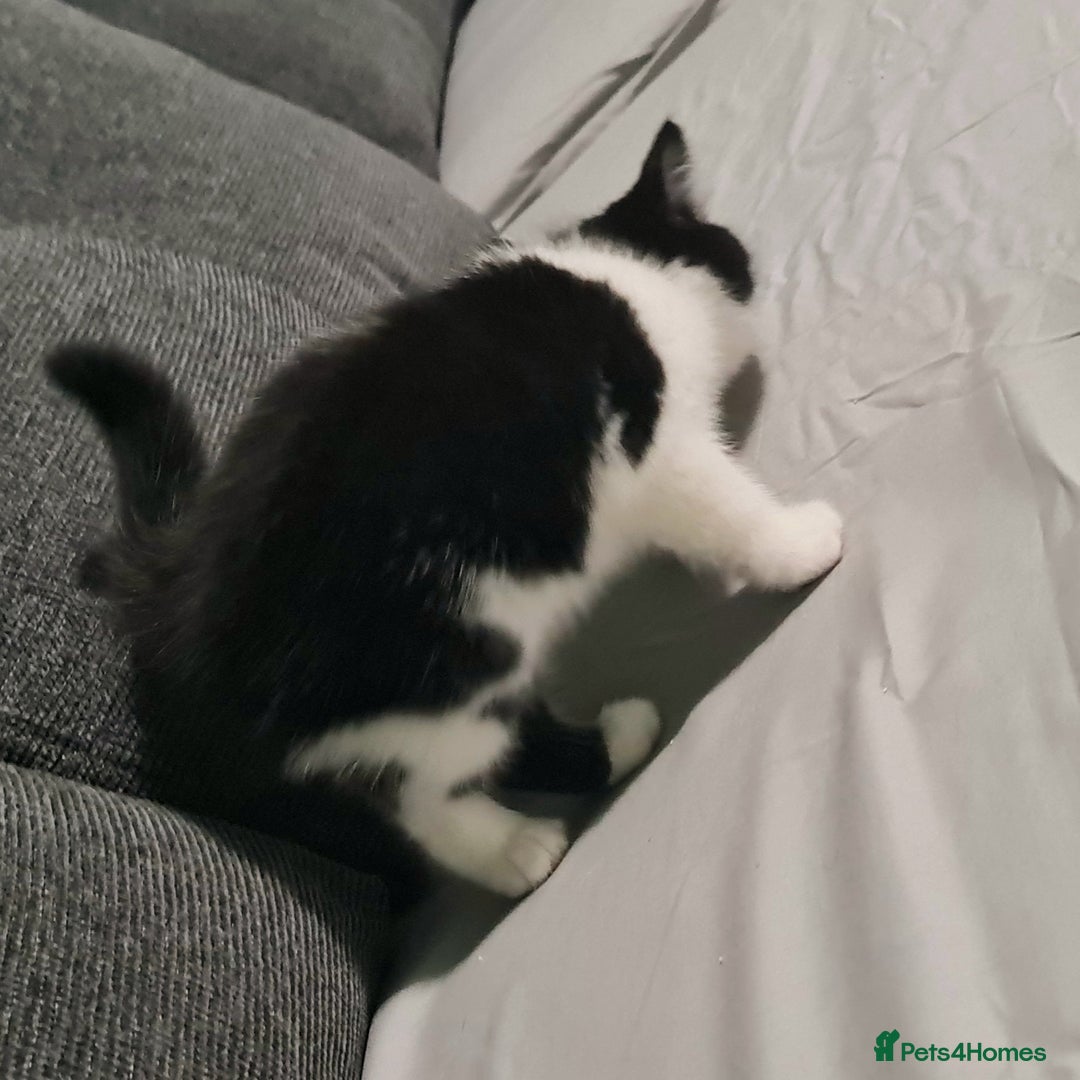 Mixed Breed cats for sale: 4 female kittens - Image 3
