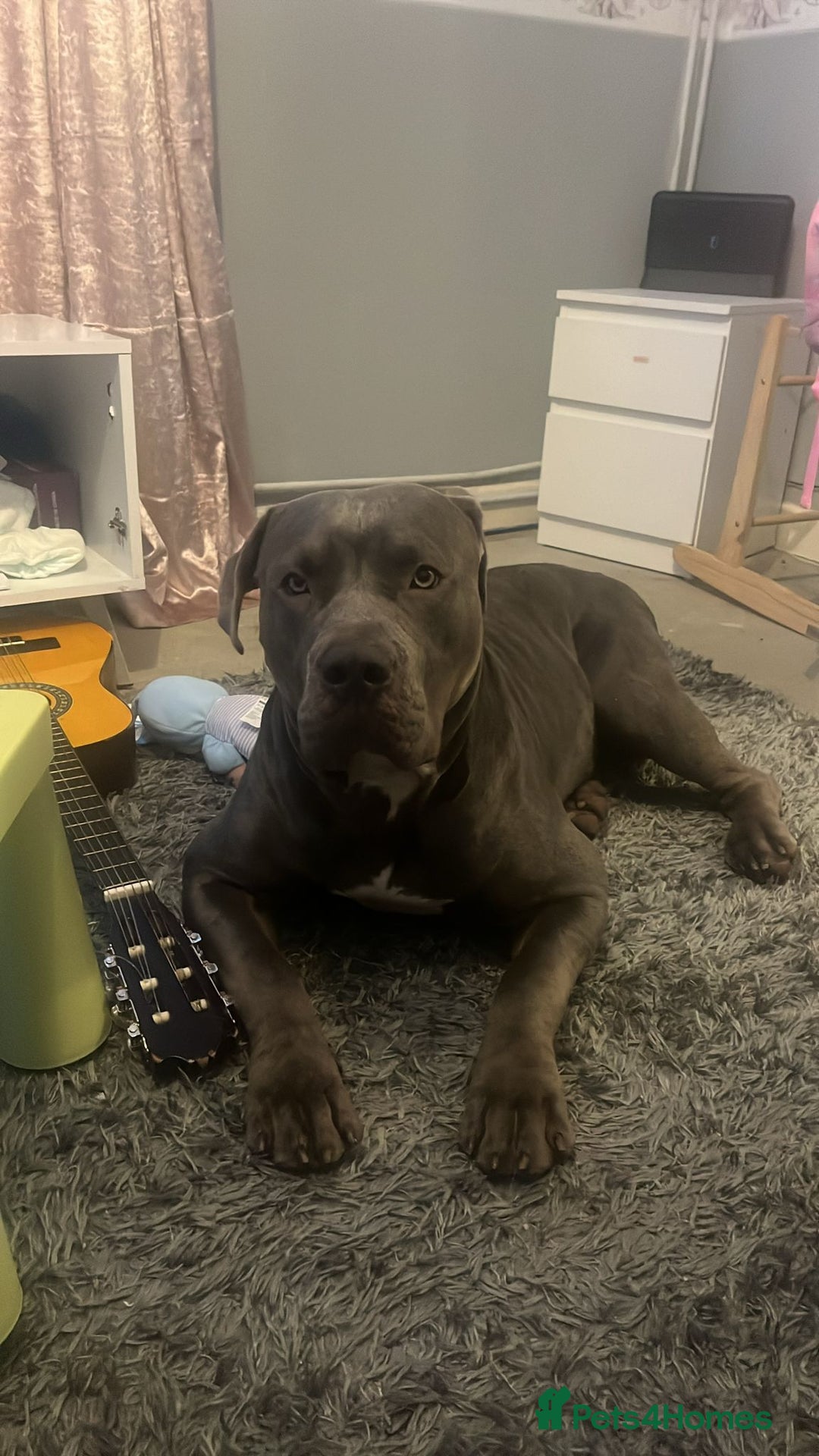 Cane Corso dogs for sale: Free female cane corso - Advert 3