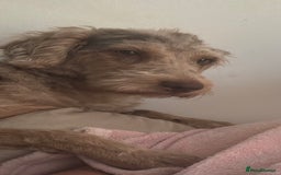 Labradoodle dogs for sale: STUNNING CHOCOLATE MERLE GIRL - Advert 1