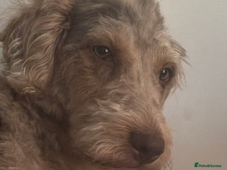 Labradoodle dogs STUNNING CHOCOLATE MERLE GIRL - Advert 2