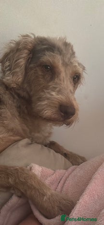 Labradoodle dogs STUNNING CHOCOLATE MERLE GIRL - Advert 1