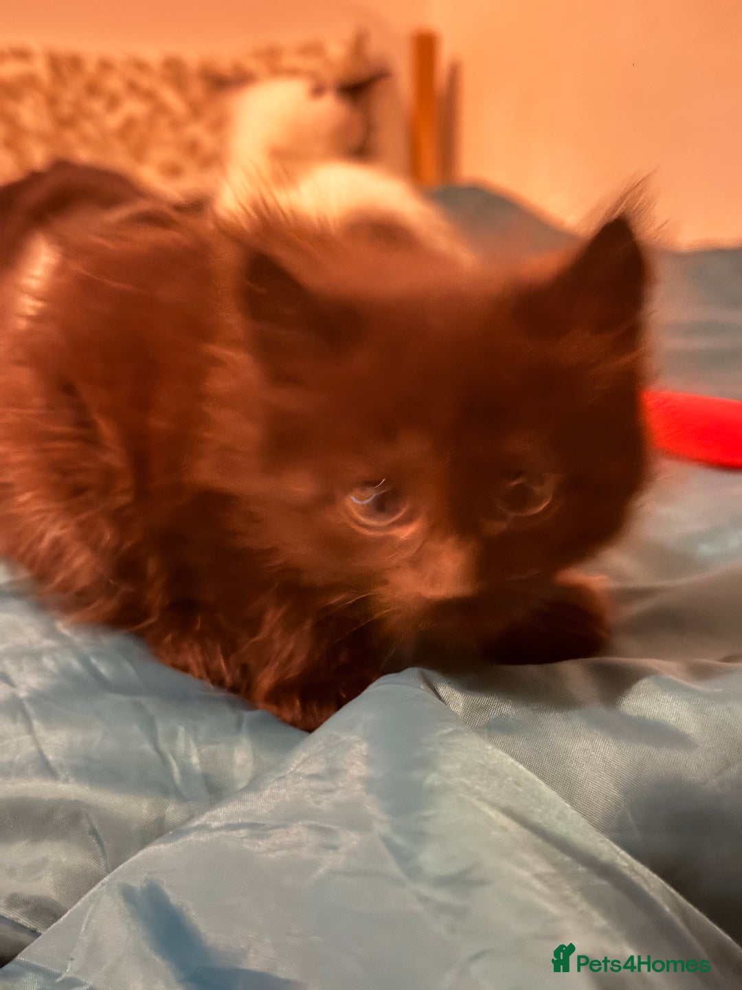 British Shorthair cats for sale: 4 adorable black and white kittens - Advert 12