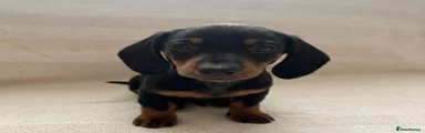 Miniature Dachshund Puppy 3