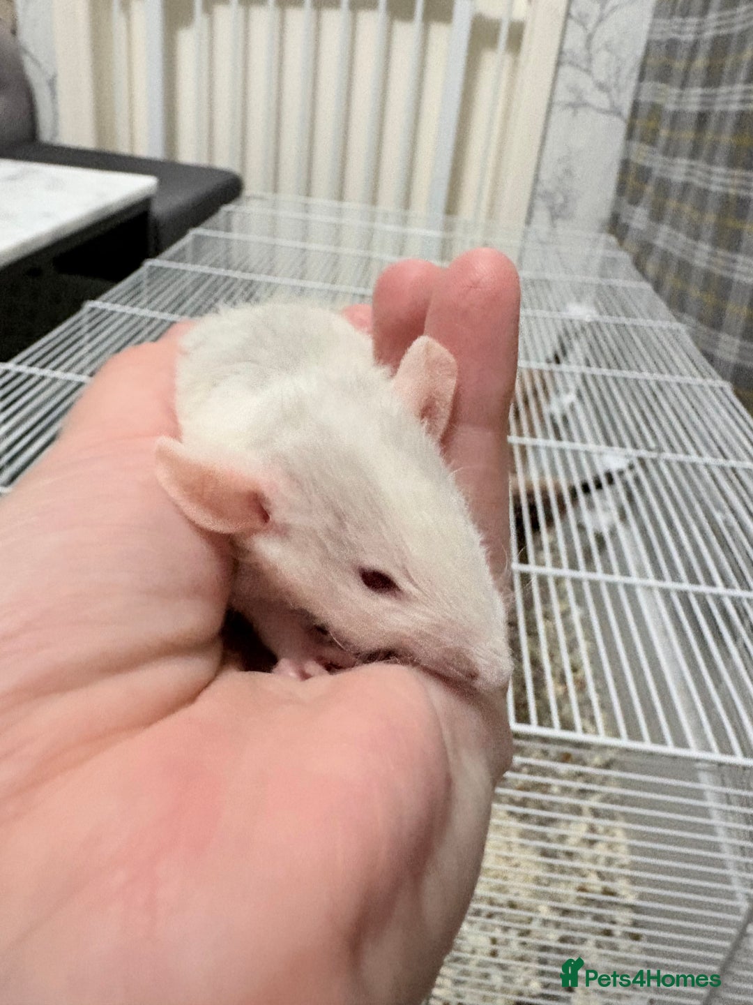 Rat rodents for sale: Beautiful male dumbo/husky baby rats - Advert 10