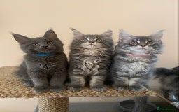 Maine Coon cats for sale: Pure Maine Coon Kittens READY TO LEAVE now! - Image 10