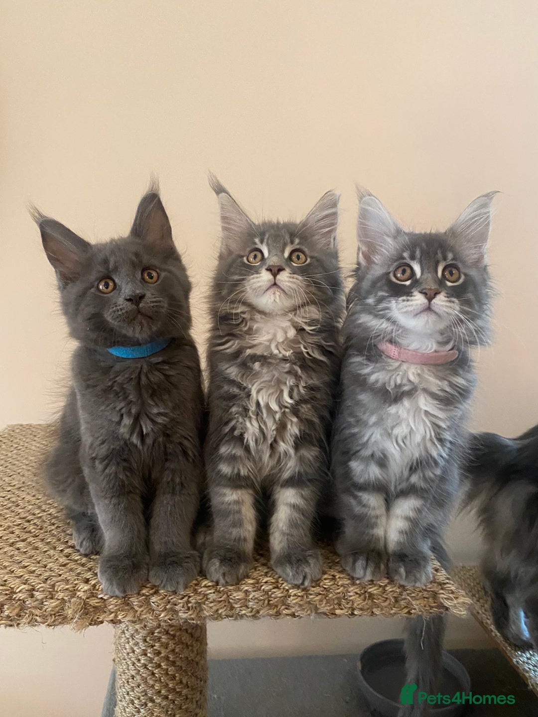 Maine Coon cats for sale: Pure Maine Coon Kittens READY TO LEAVE now! - Image 10