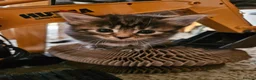 Mixed Breed cats for sale: Ready 4 days black boy kitten Siamese ragdoll mix  - Advert 9
