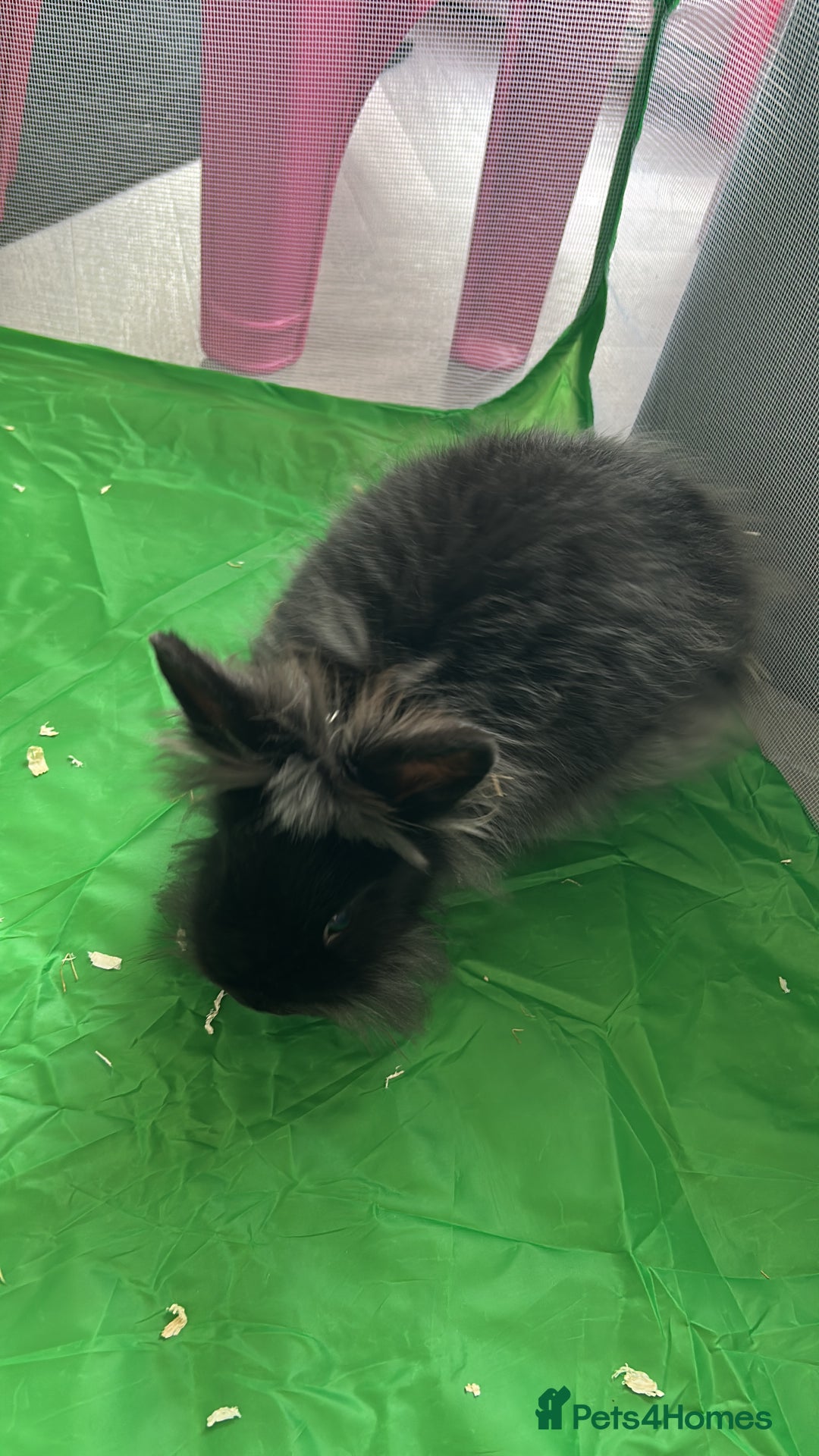 Lionhead rabbits for sale: Male lion head rabbit  - Advert 1
